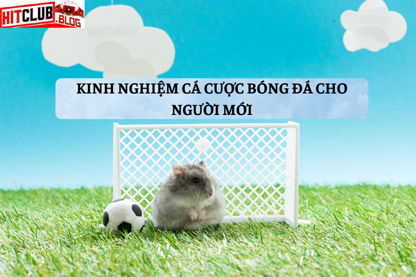 Các bước phân tích trước khi cá cược bóng đá